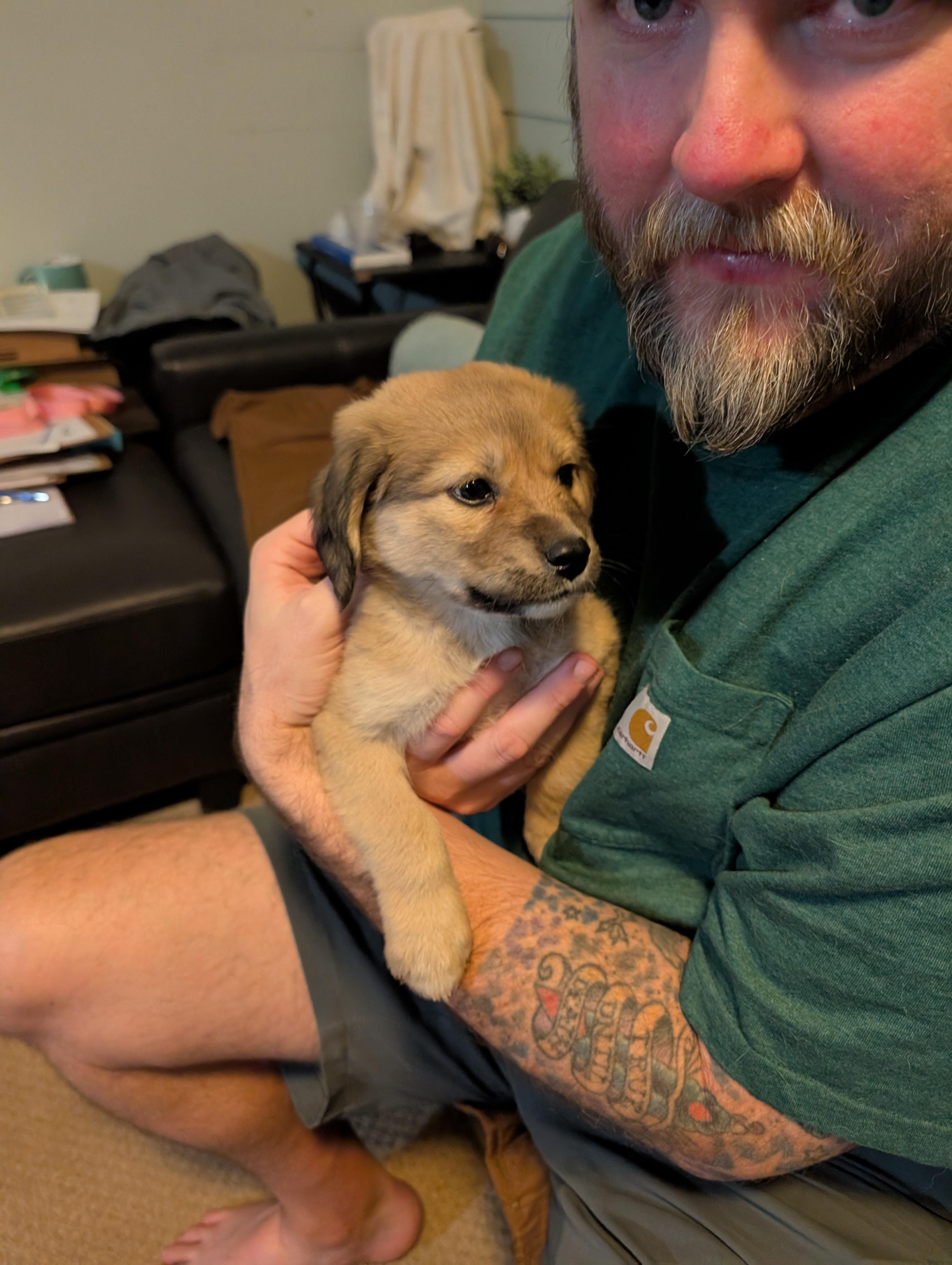 Enlarge Hamilton , an adopted mixed breed in Austin , TX image 6/6