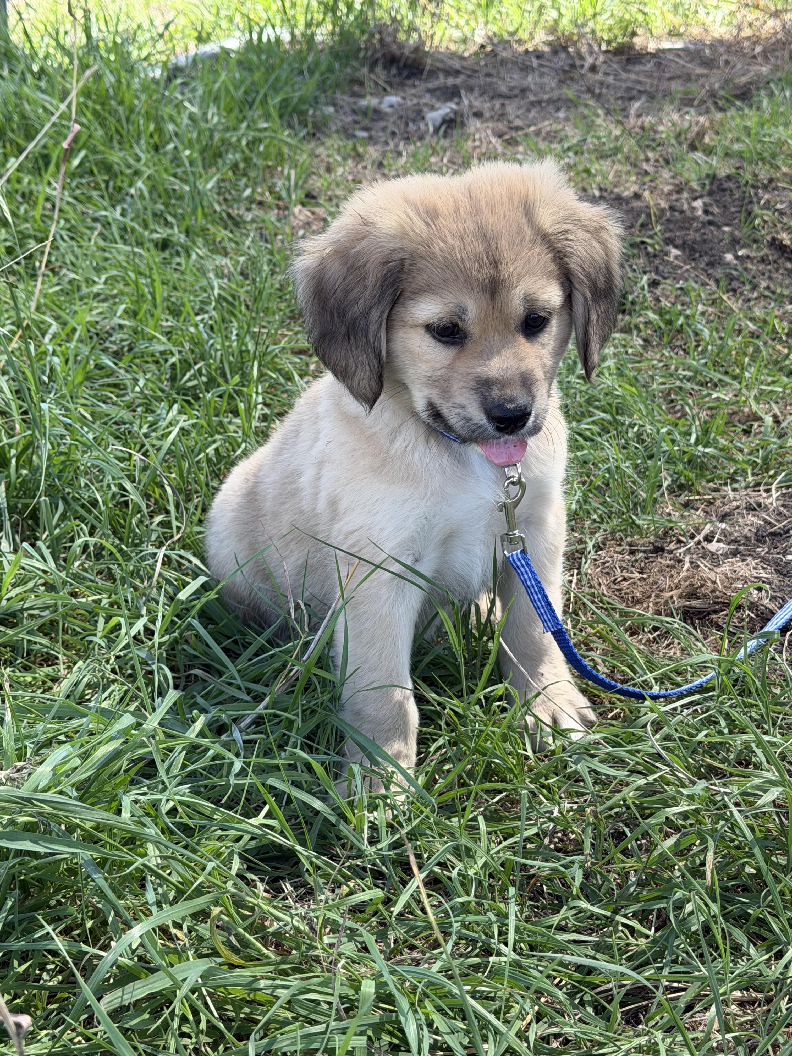 Enlarge Hamilton , an adopted mixed breed in Austin , TX image 5/6