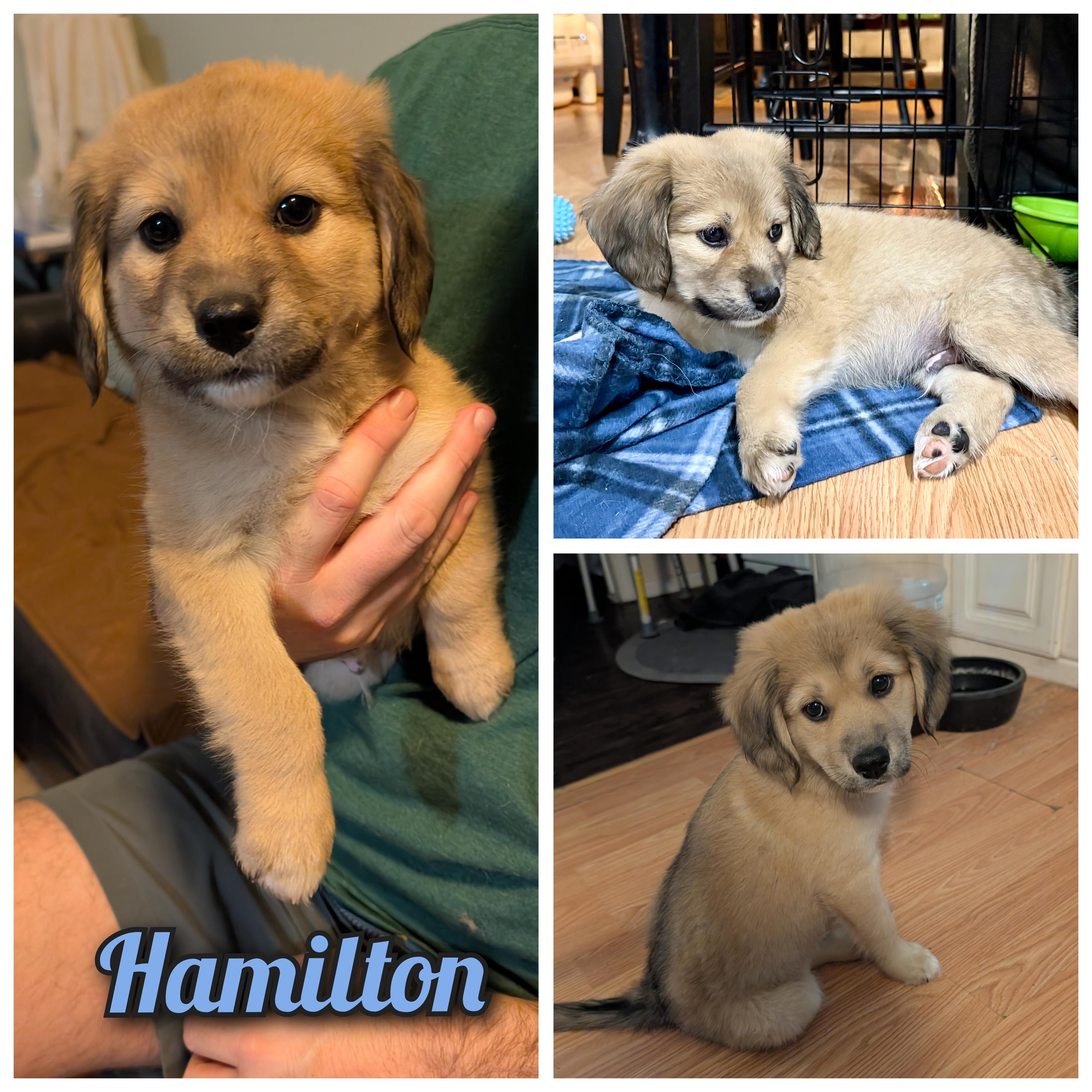 Hamilton , adopted, Puppy Male Labrador Retriever & Great Pyrenees.