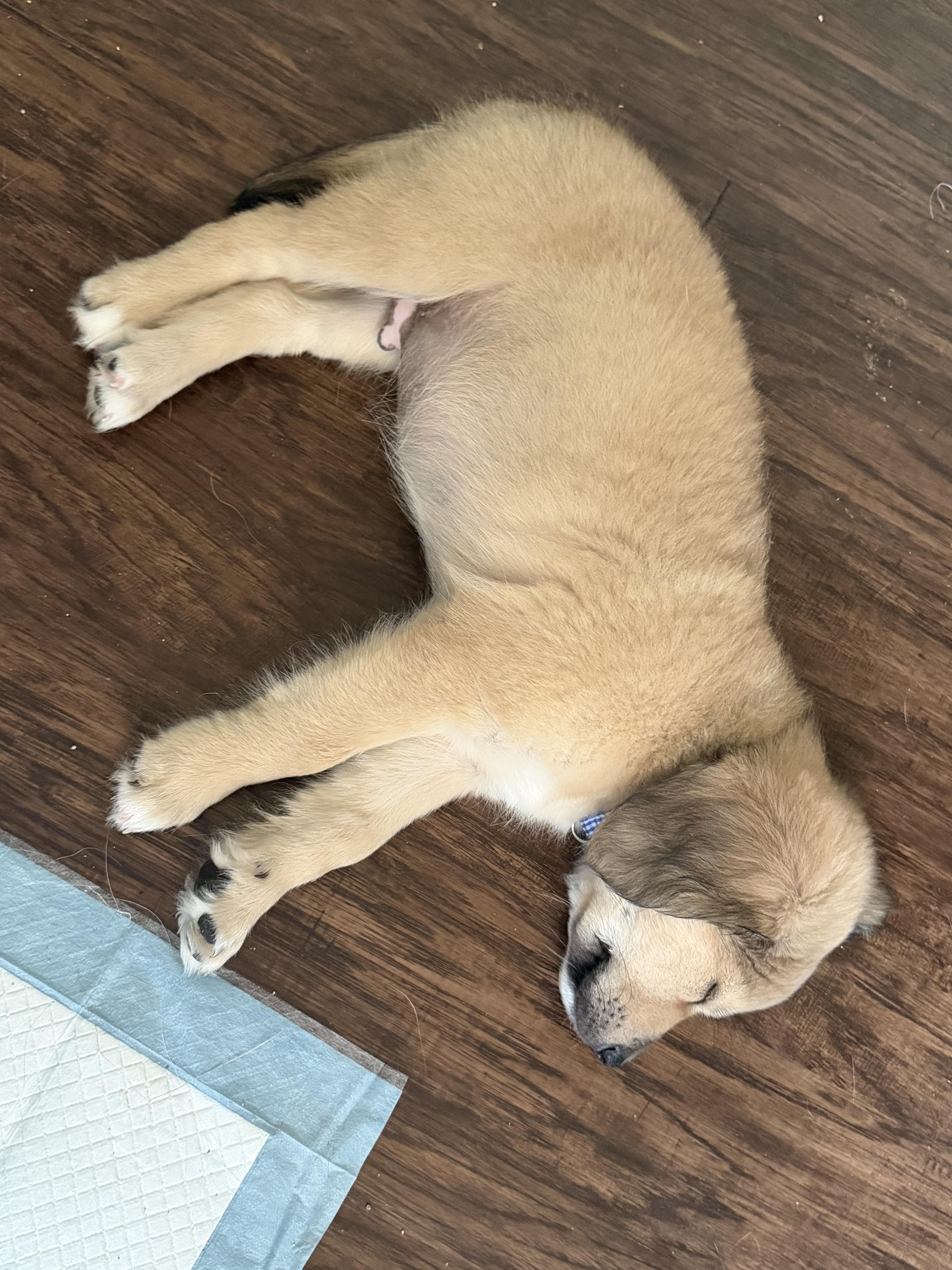 Enlarge Hamilton , an adopted mixed breed in Austin , TX image 4/6