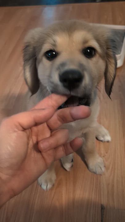 Enlarge Hamilton , an adopted mixed breed in Austin , TX video 2/6