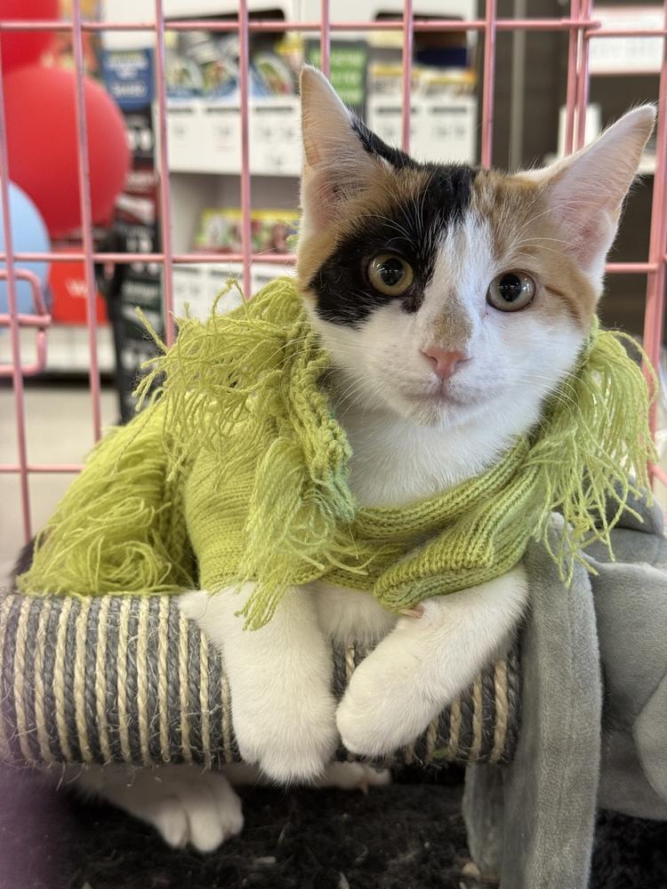 Enlarge Diane, a Adoptable Domestic Short Hair in East hartford, CT image 1/3