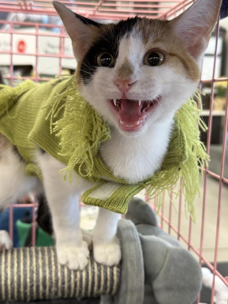 Enlarge Diane, a Adoptable Domestic Short Hair in East hartford, CT image 2/3