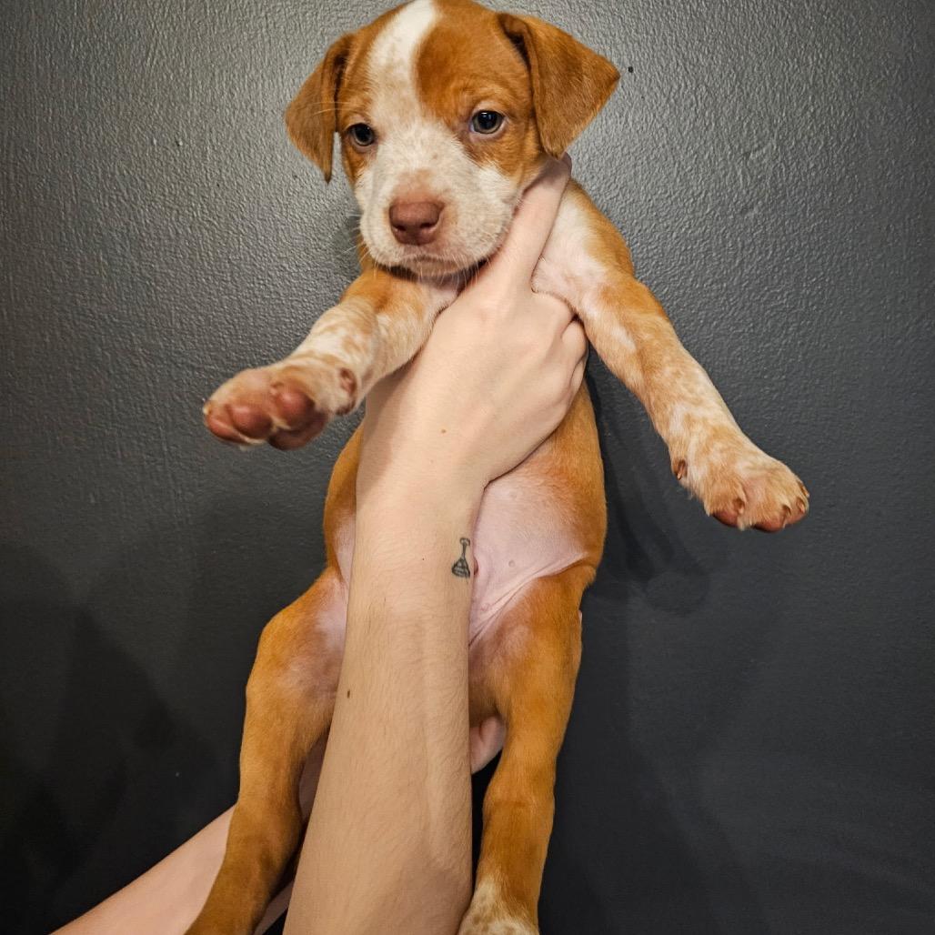 Rug, a Adoptable Mixed Breed in Mocksville, NC image 1/5