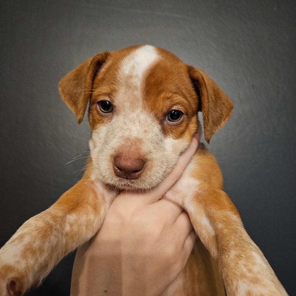 Rug, a Adoptable Mixed Breed in Mocksville, NC image 2/5