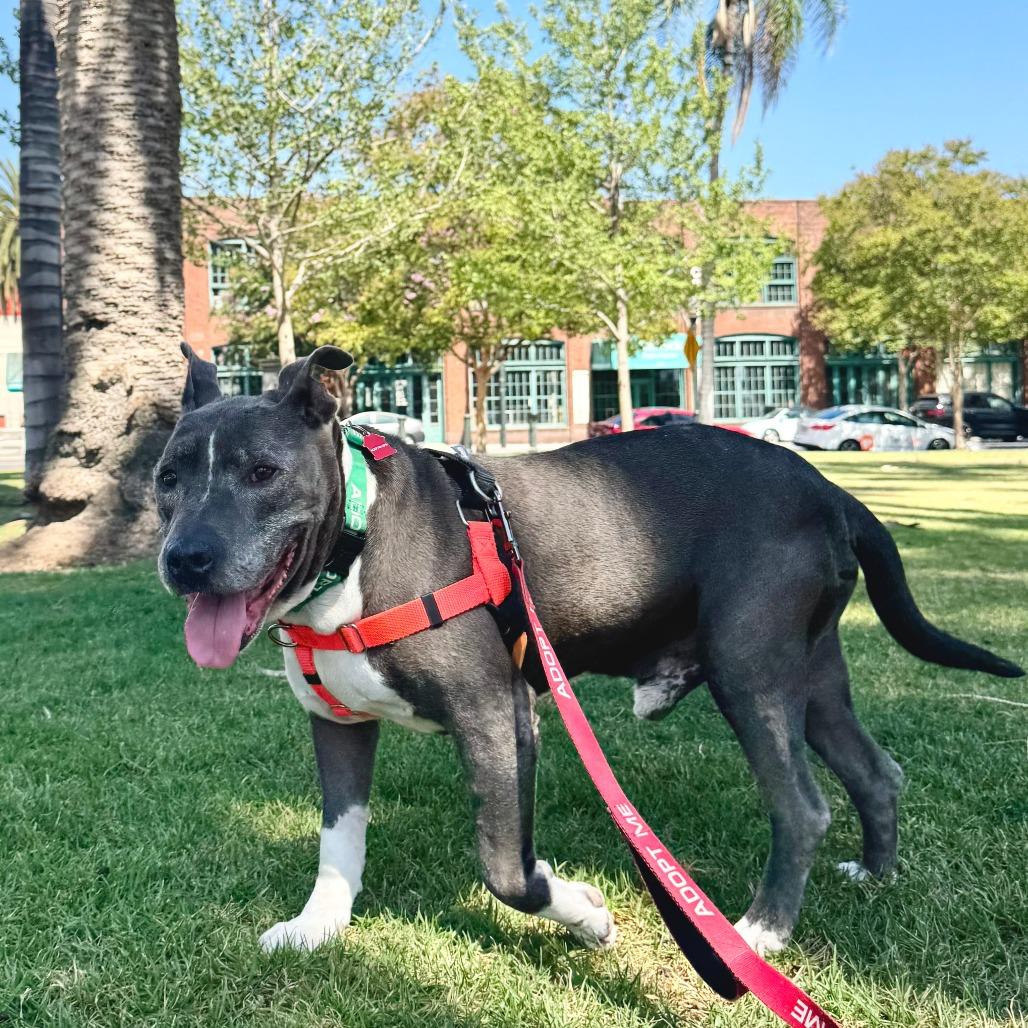 Osito, Adoptable, Senior Male Pit Bull Terrier.