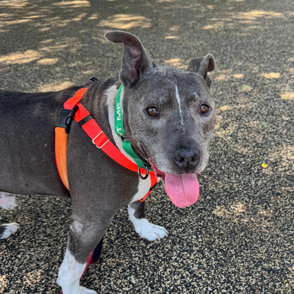 Osito, a Adoptable Pit Bull Terrier in Pasadena, CA image 2/5