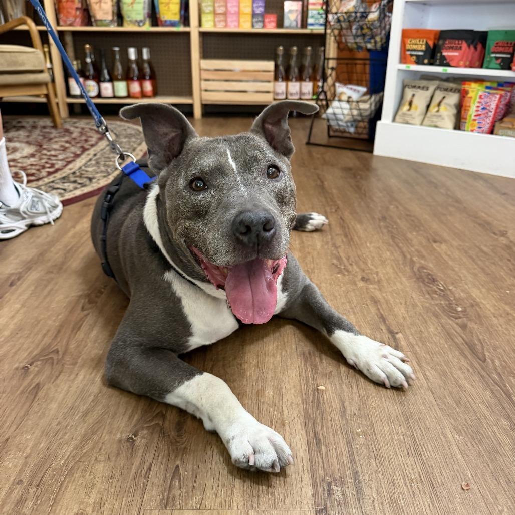Osito, a Adoptable Pit Bull Terrier in Pasadena, CA image 2/6