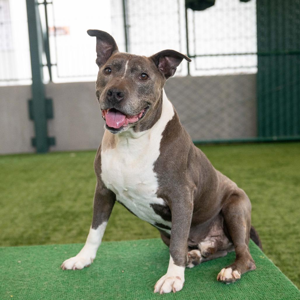 Osito, a Adoptable Pit Bull Terrier in Pasadena, CA image 3/5