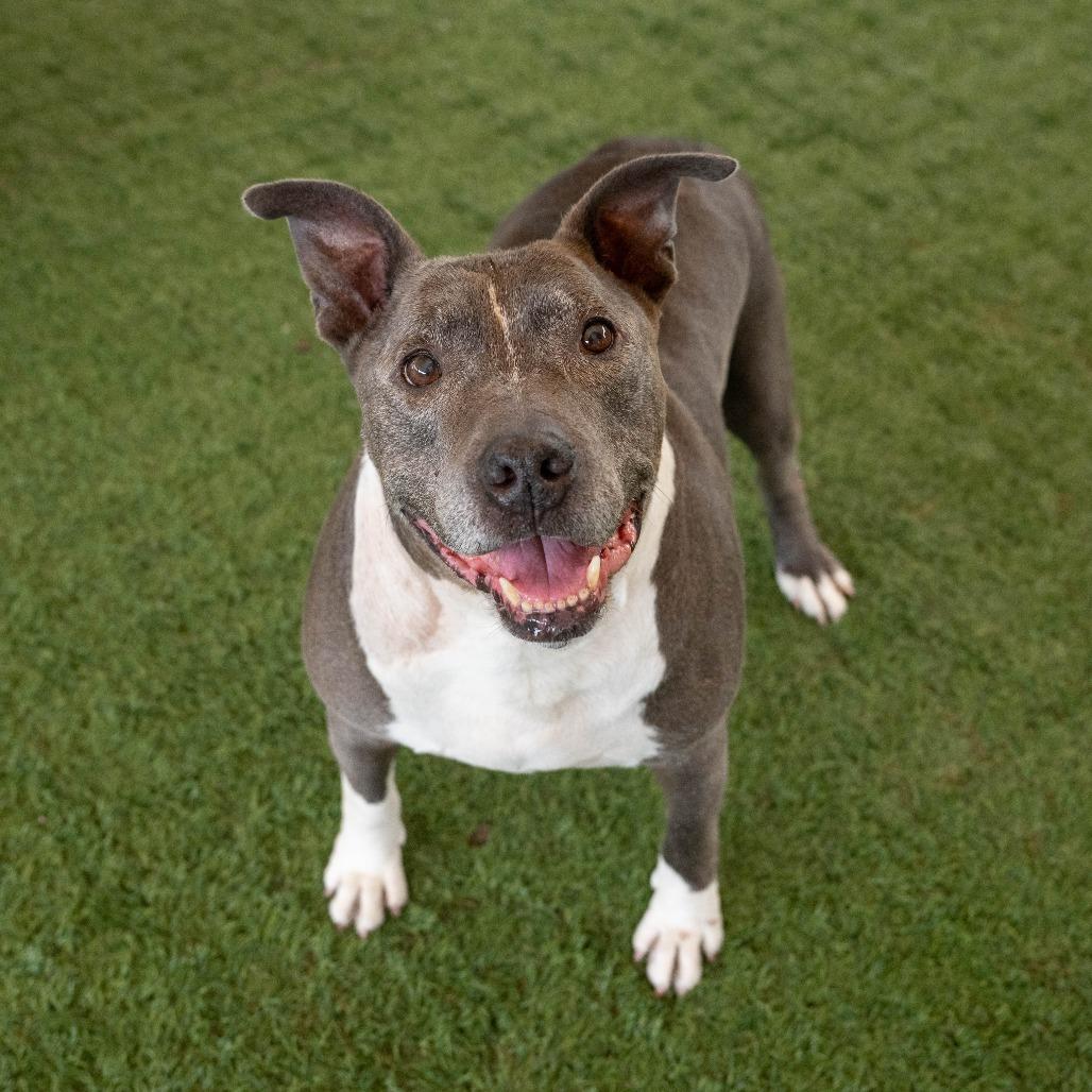 Osito, a Adoptable Pit Bull Terrier in Pasadena, CA image 4/5
