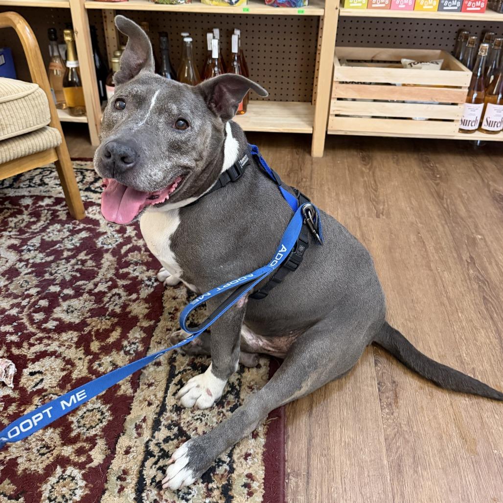 Osito, a Adoptable Pit Bull Terrier in Pasadena, CA image 5/6