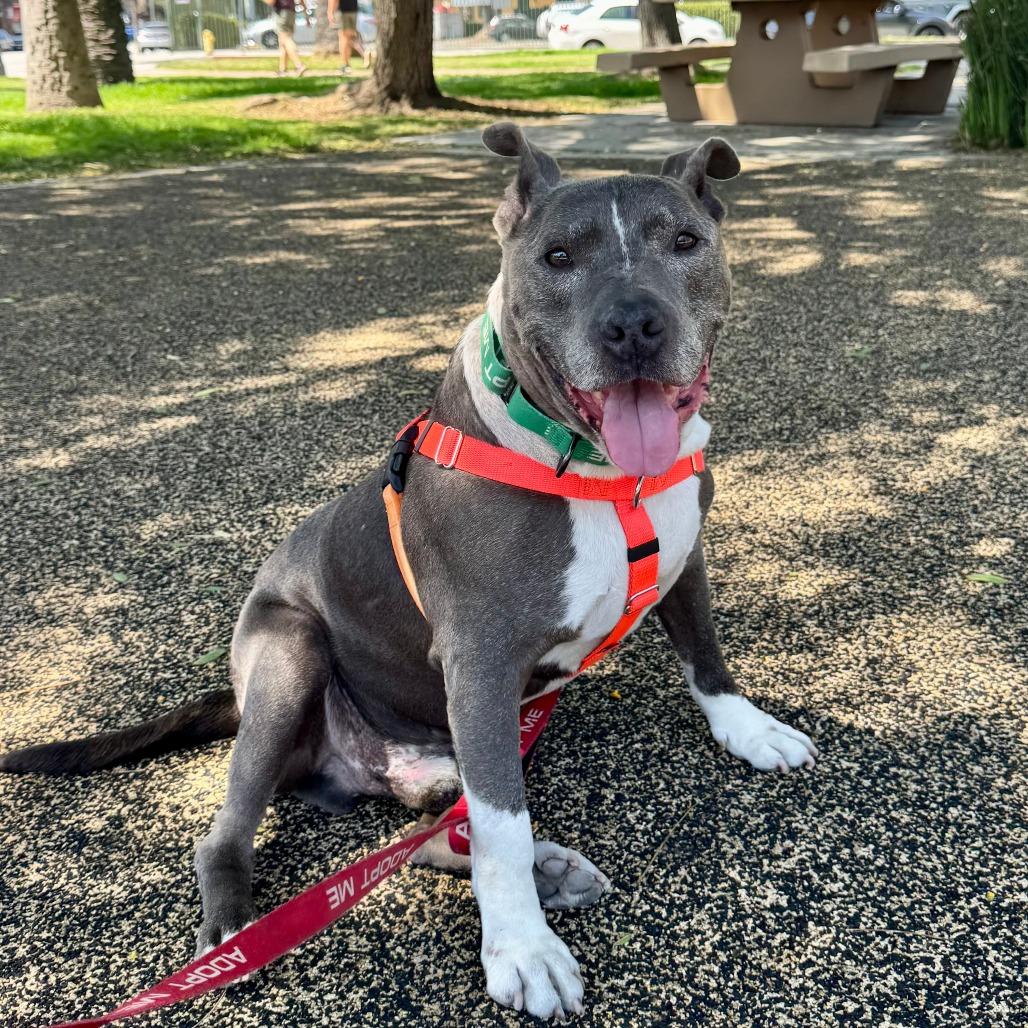 Osito, a Adoptable Pit Bull Terrier in Pasadena, CA image 5/5