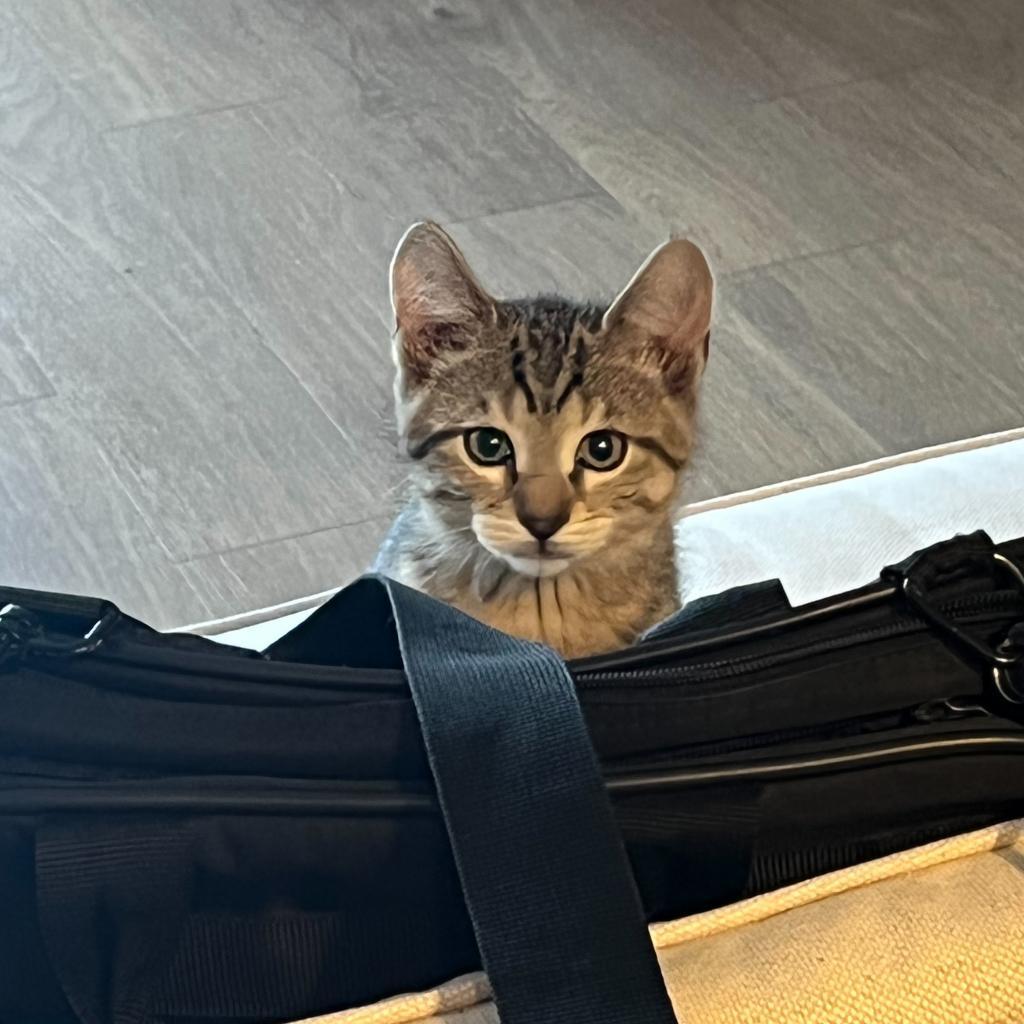 Enlarge Hayes, a Adoptable Domestic Short Hair in Denver, CO image 2/6
