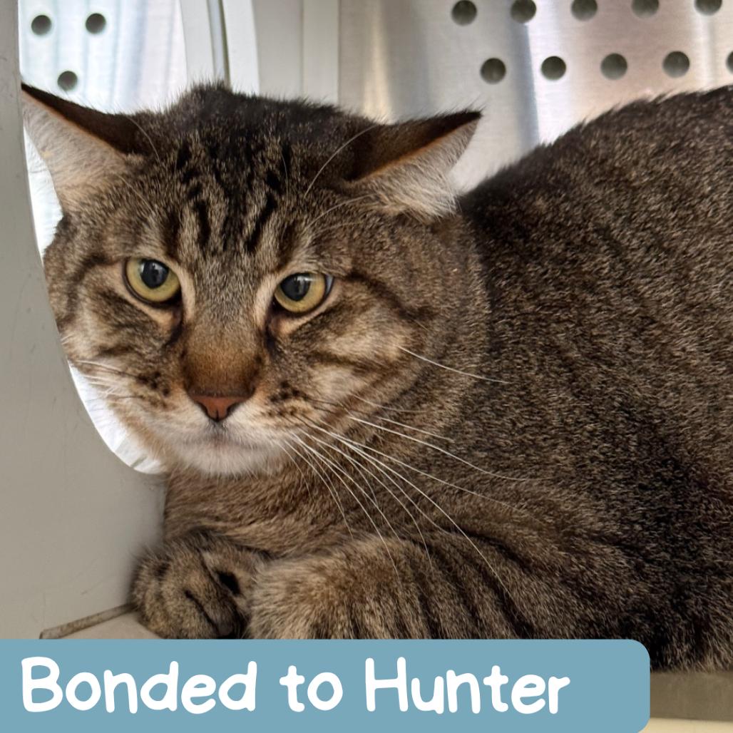 Enlarge Hayes, a Adoptable Domestic Short Hair in Denver, CO image 3/6