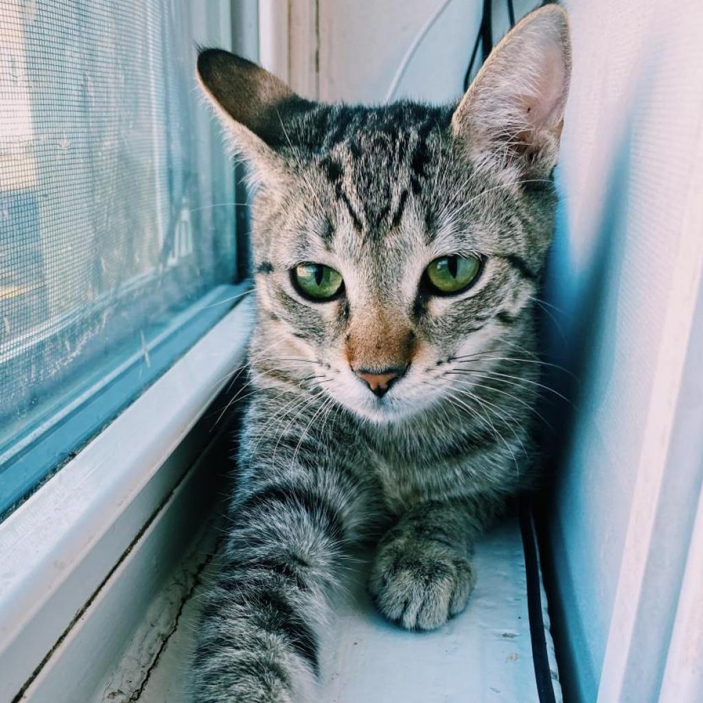 Enlarge Hayes, a Adoptable Domestic Short Hair in Denver, CO image 4/6