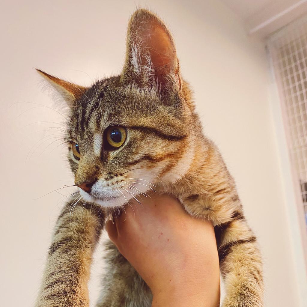 Enlarge Hayes, a Adoptable Domestic Short Hair in Denver, CO image 5/6