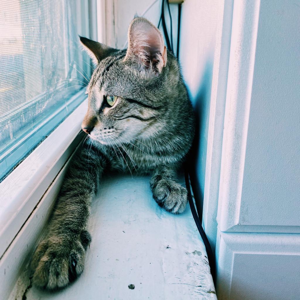Enlarge Hayes, a Adoptable Domestic Short Hair in Denver, CO image 6/6