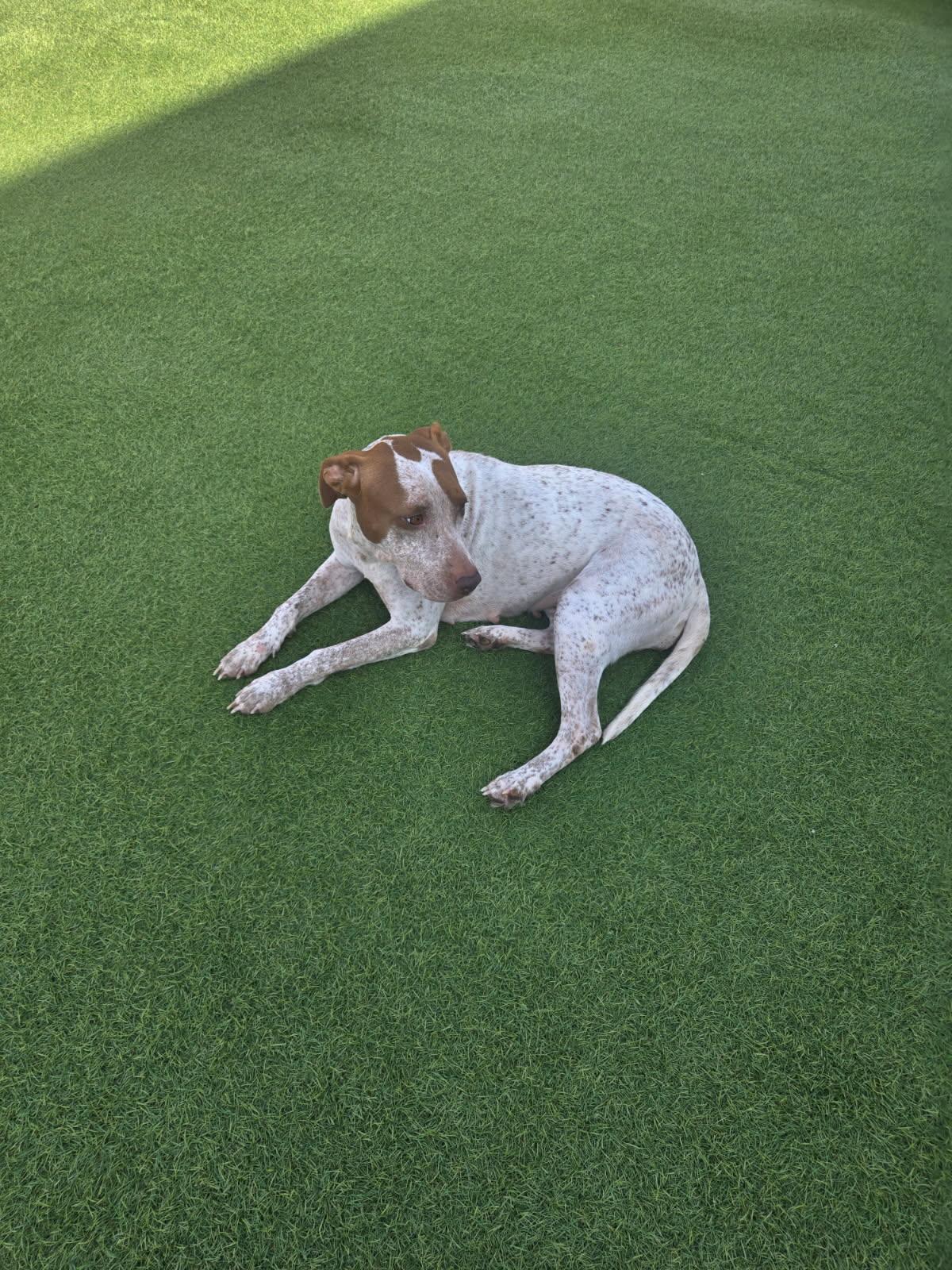 Rubi, a Adoptable mixed breed in Spring, TX image 2/4