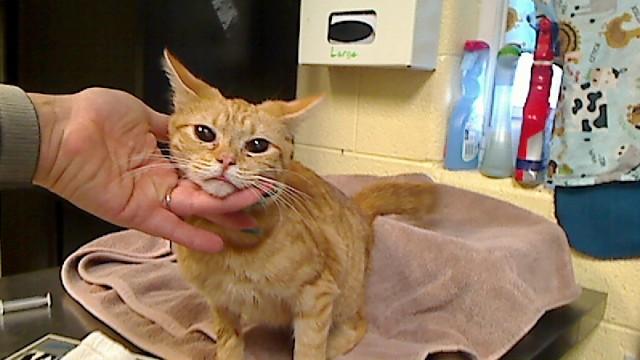 Enlarge GINGER SNAP, a Adoptable mixed breed in Cookeville, TN image 1/1