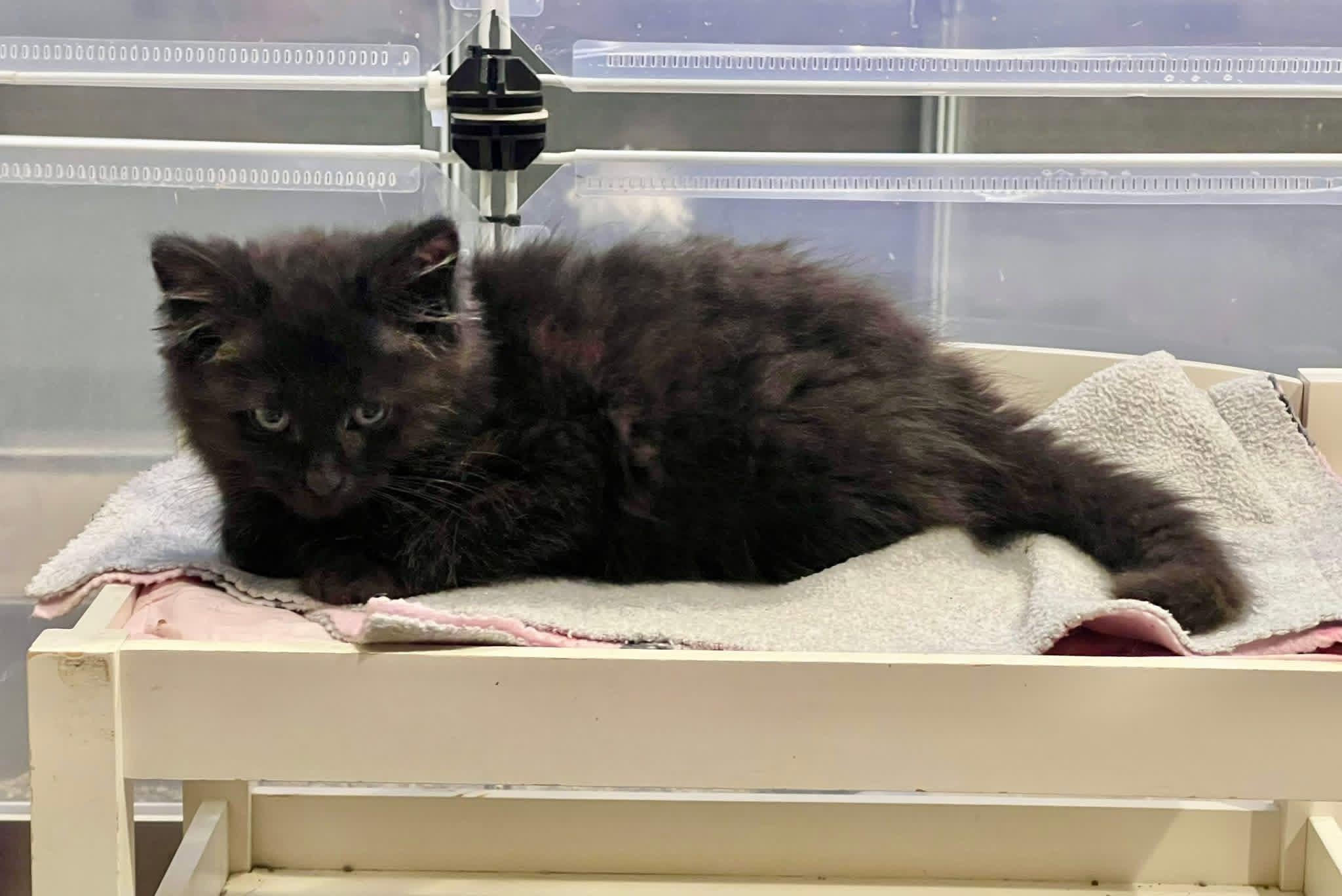 Enlarge Maple, an adopted Domestic Long Hair in Saint Charles, MO image 1/1