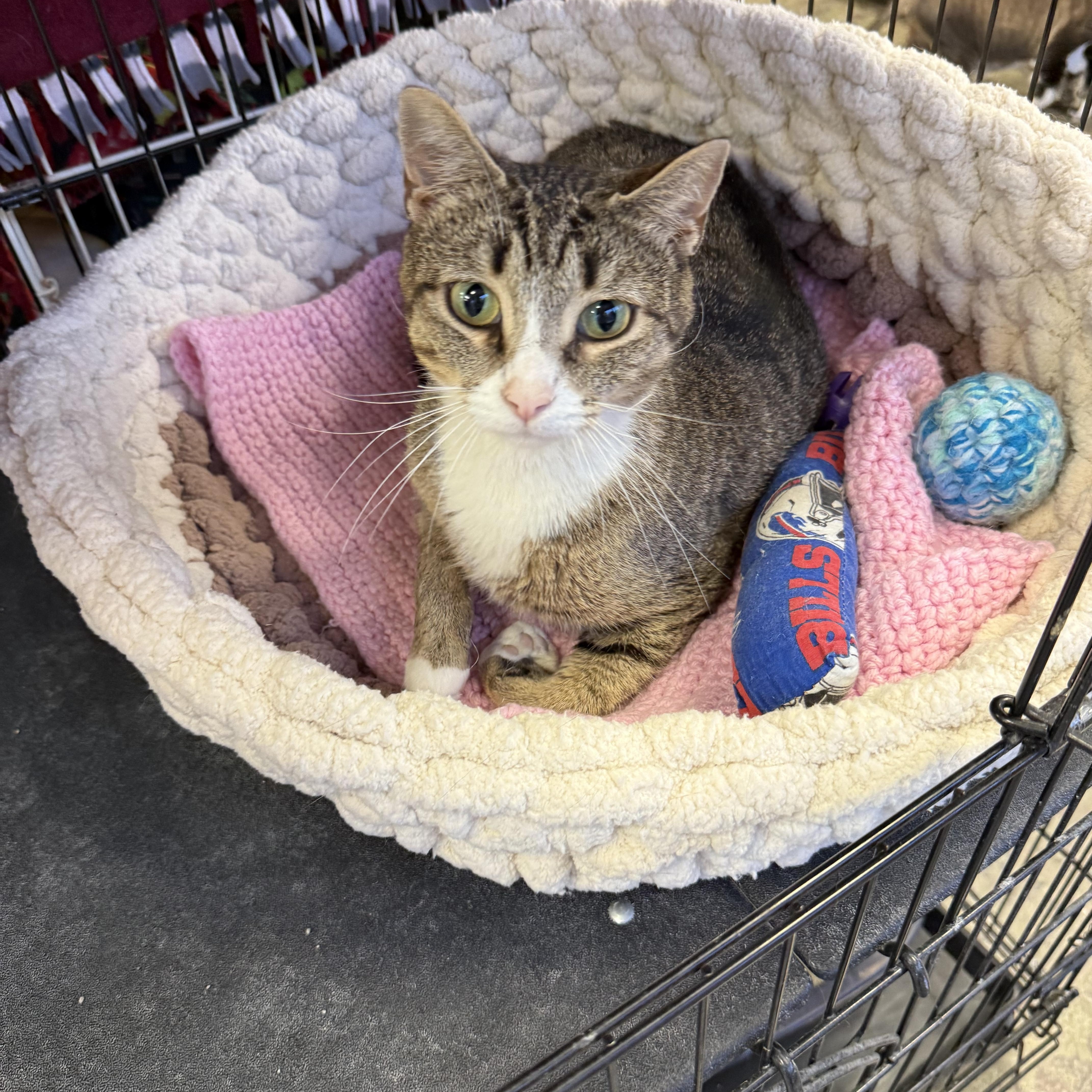 Lorraine, Adoptable, Adult Female Domestic Short Hair.