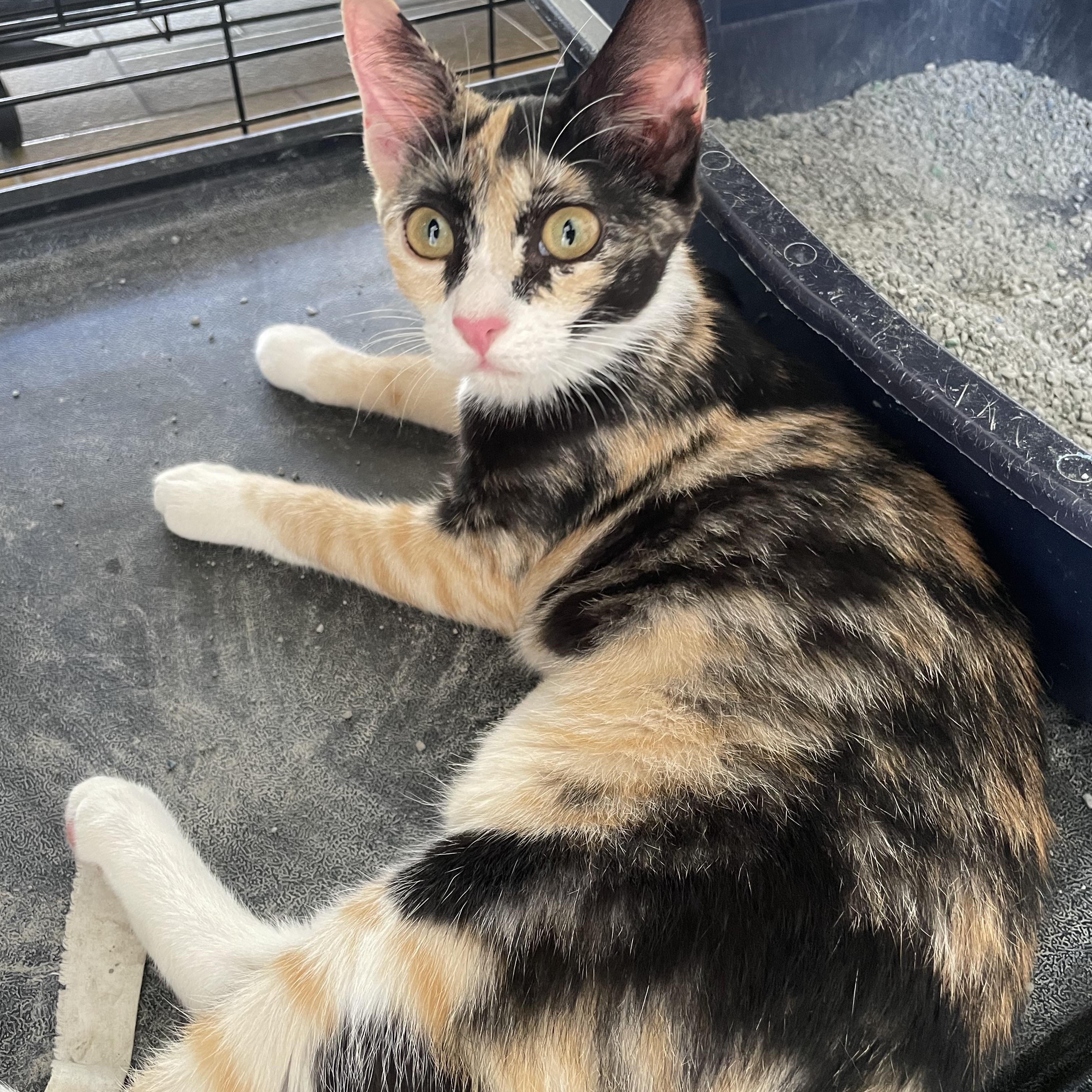 Enlarge Poppy, a ADOPTABLE Domestic Short Hair in Franklin, MA image 1/3