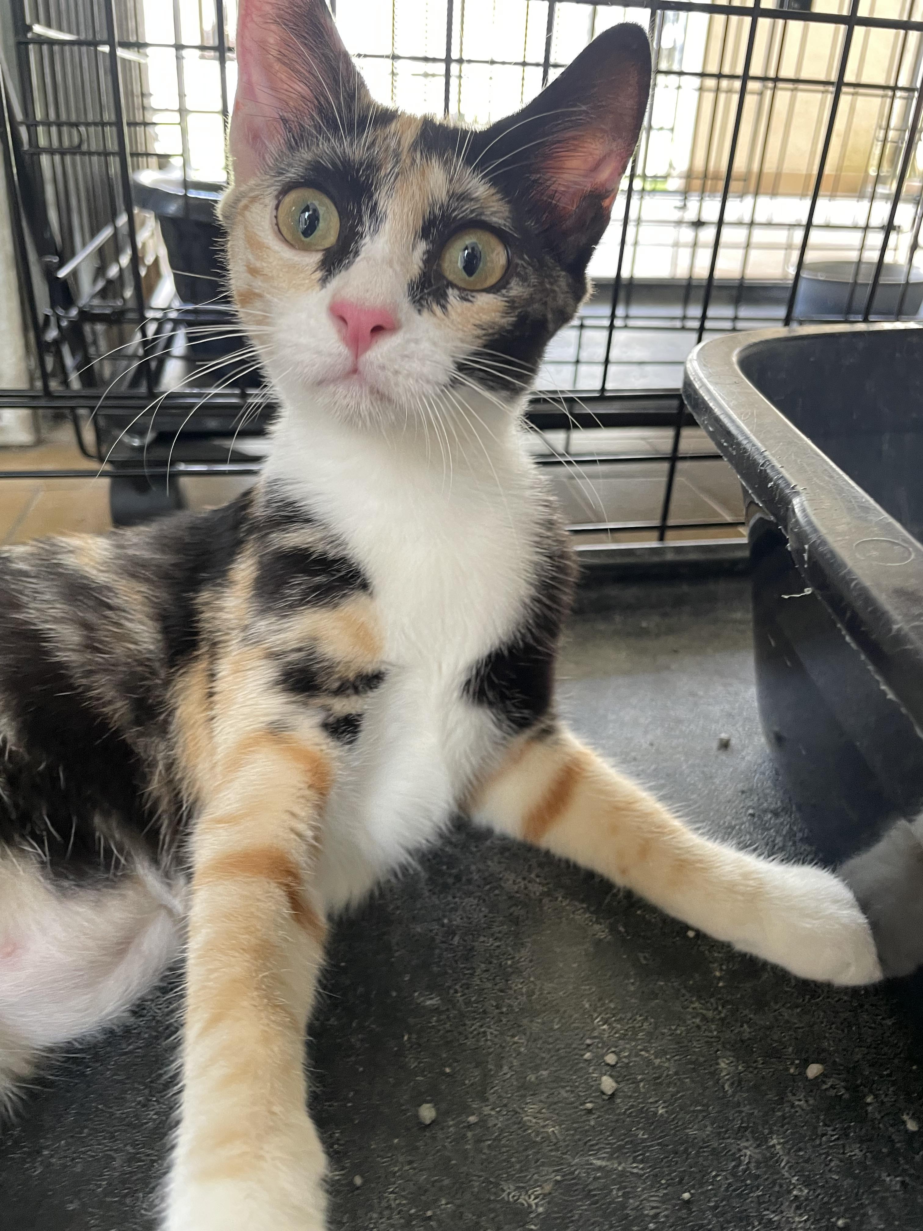 Enlarge Poppy, a ADOPTABLE Domestic Short Hair in Franklin, MA image 3/3