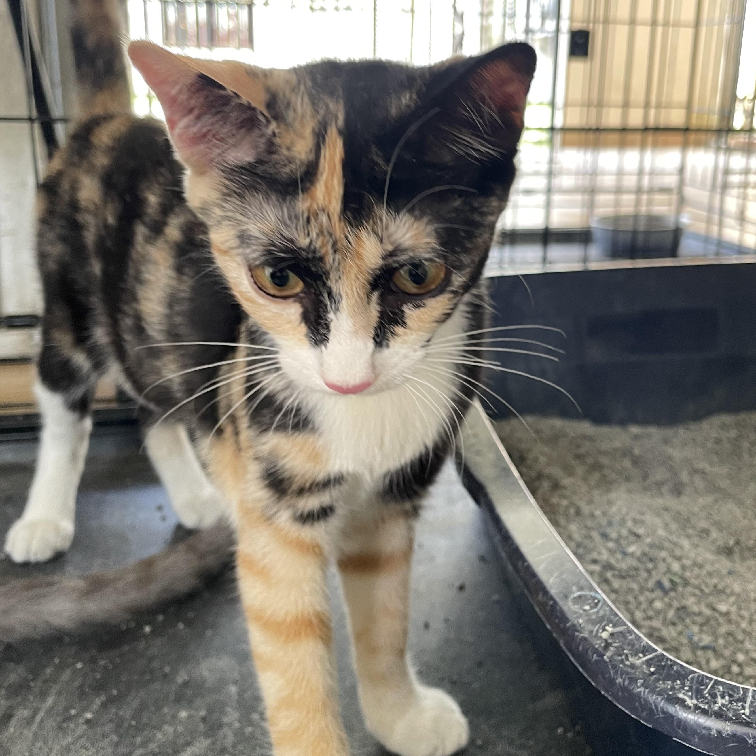 Enlarge Poppy, a ADOPTABLE Domestic Short Hair in Franklin, MA image 2/3