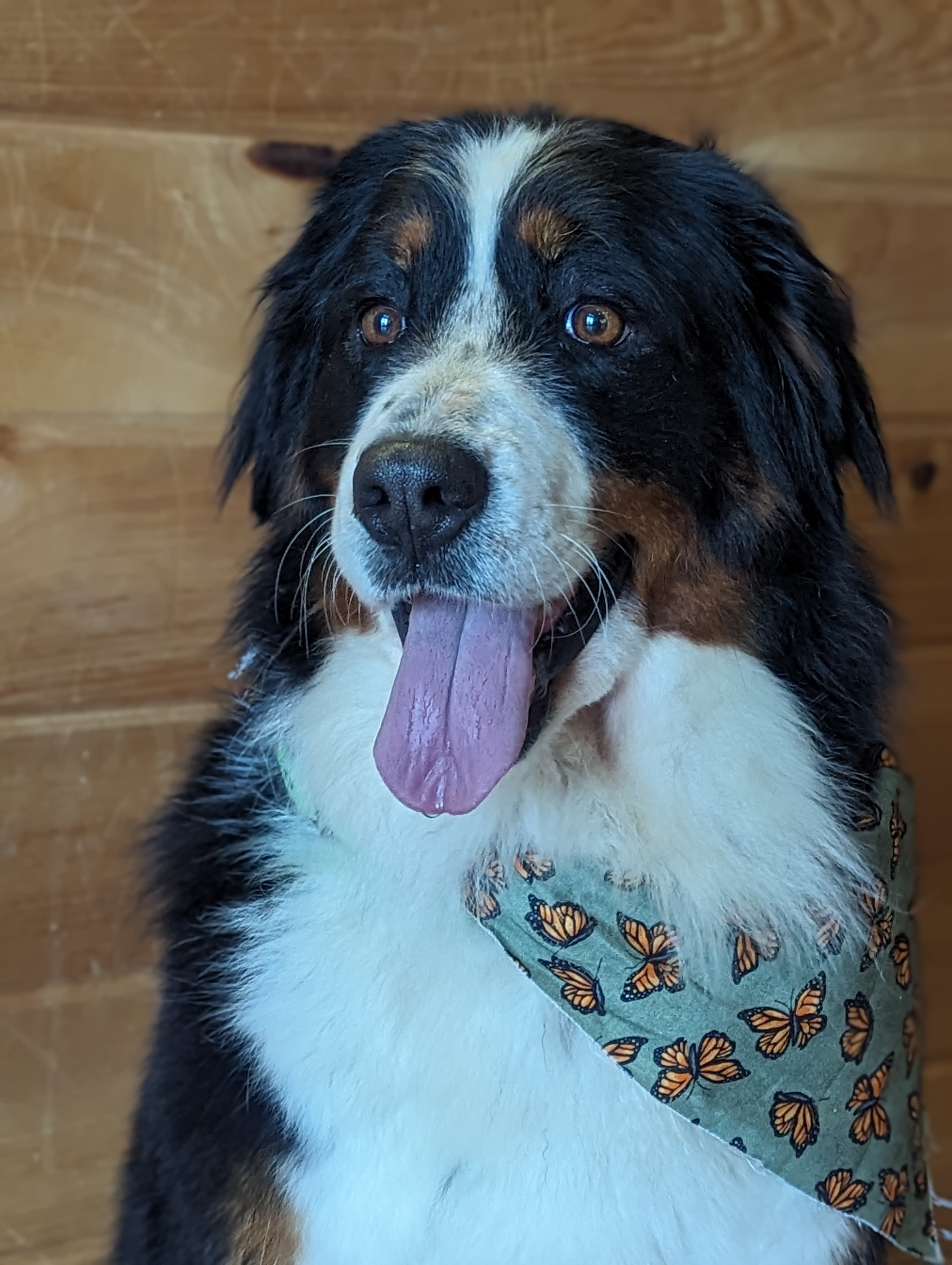 Katahdin, Adopted, Adult Female Bernese Mountain Dog.