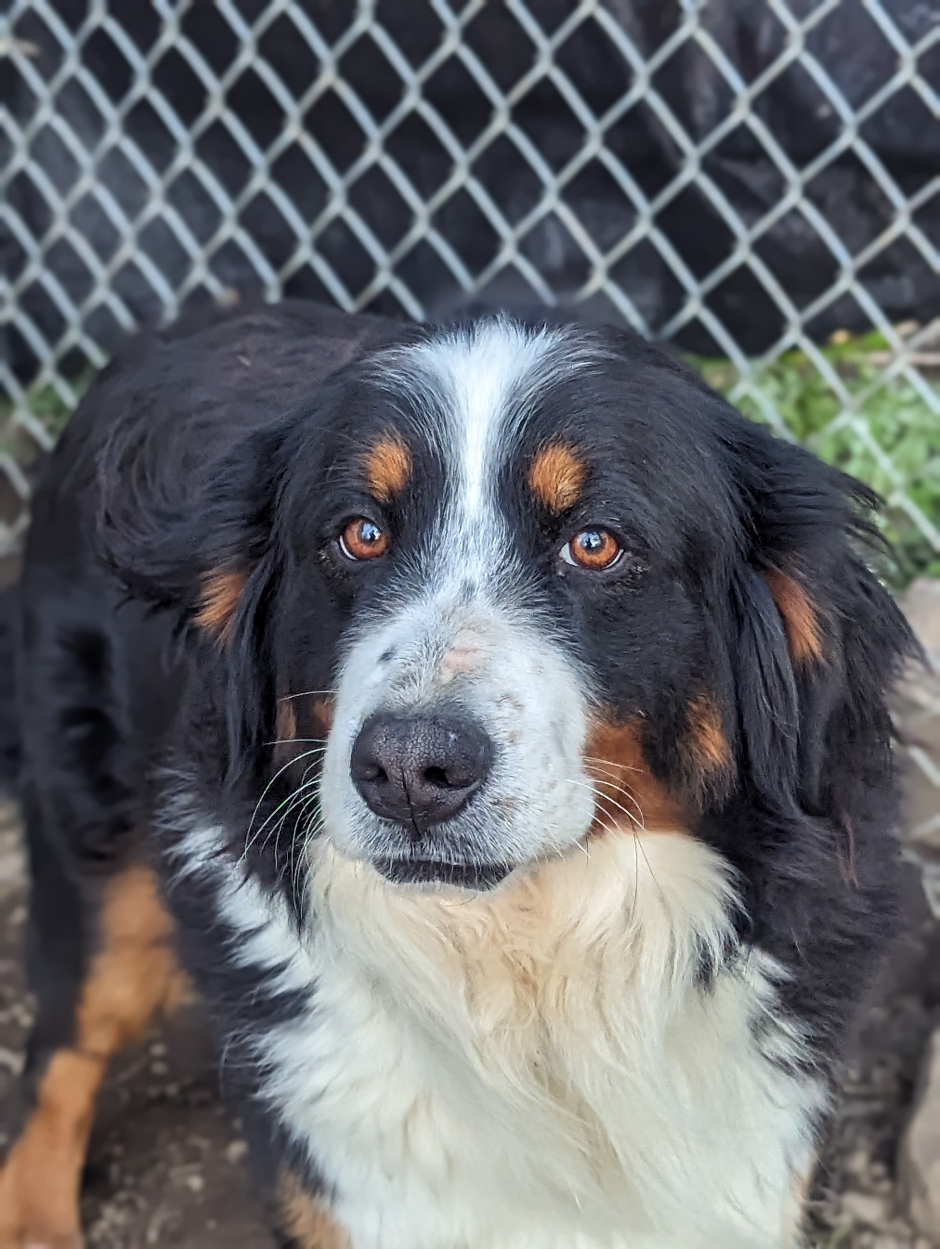 Enlarge Katahdin, a Adopted Bernese Mountain Dog in Cowlesville, NY image 5/5