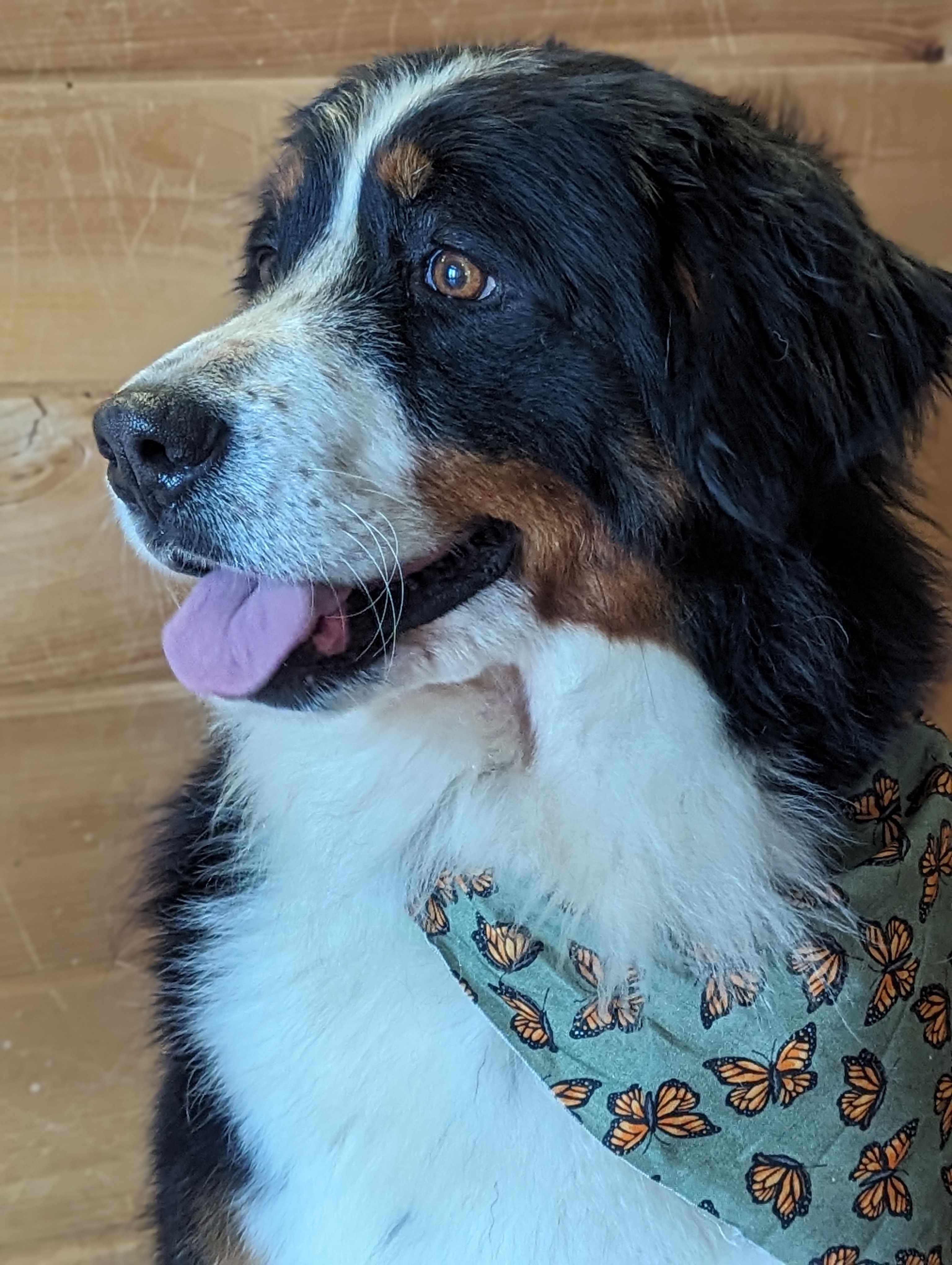 Enlarge Katahdin, a Adopted Bernese Mountain Dog in Cowlesville, NY image 4/5