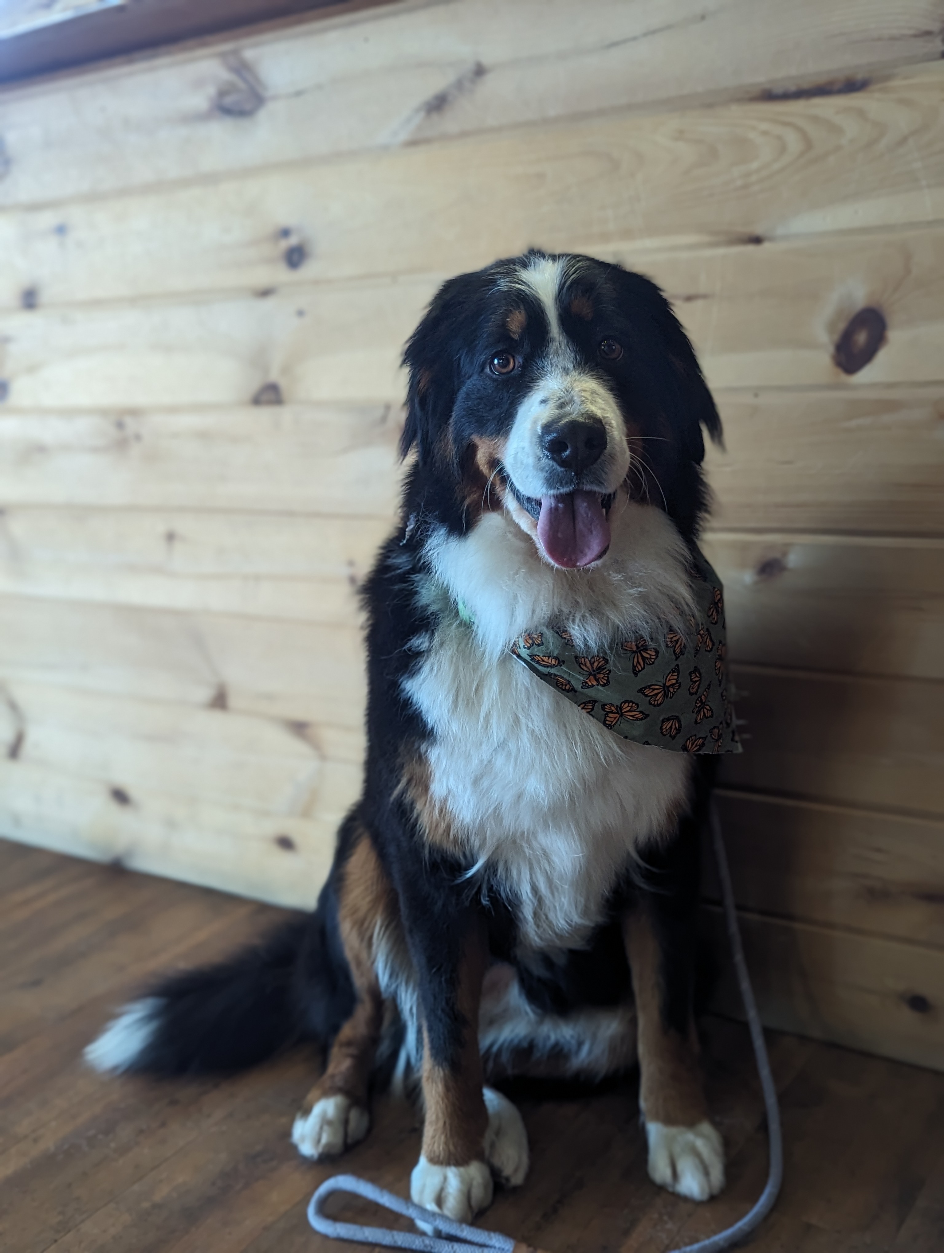 Enlarge Katahdin, a Adopted Bernese Mountain Dog in Cowlesville, NY image 2/5