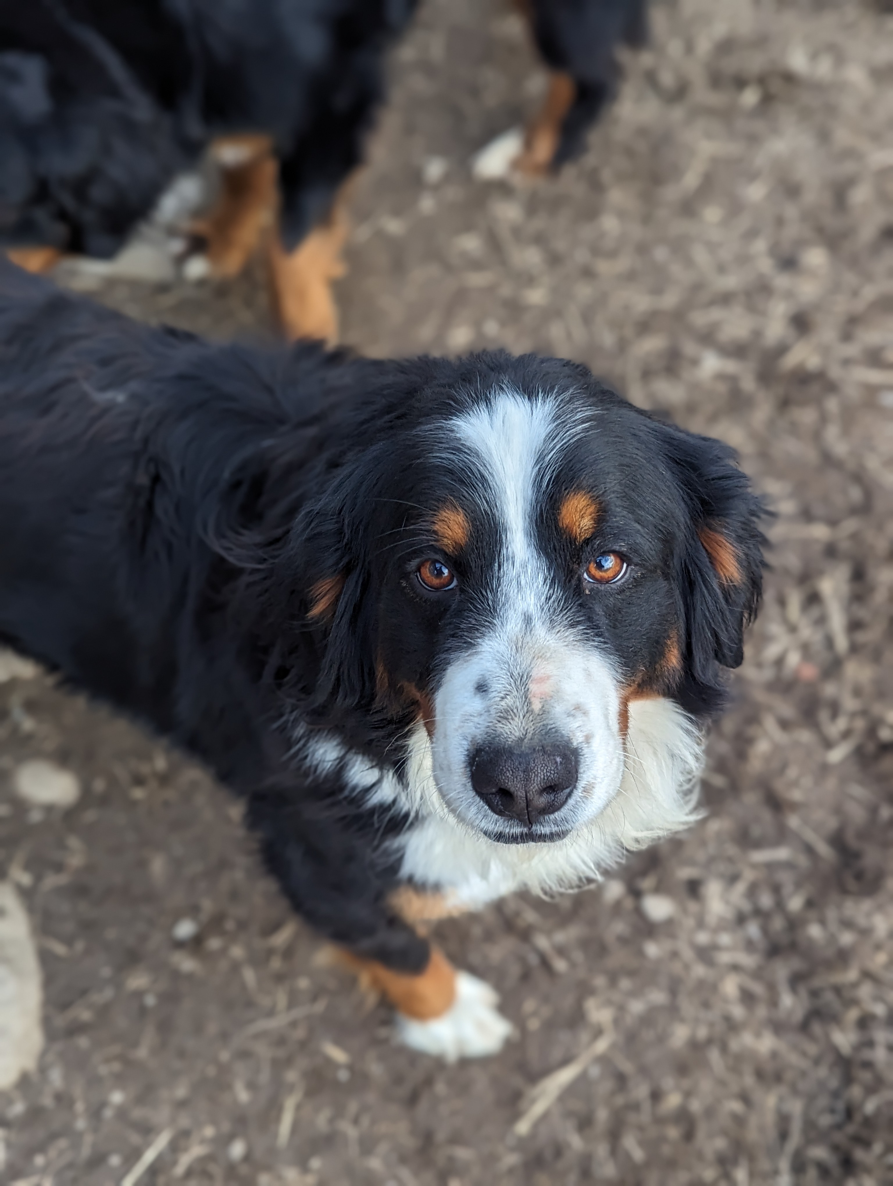 Enlarge Katahdin, a Adopted Bernese Mountain Dog in Cowlesville, NY image 3/5