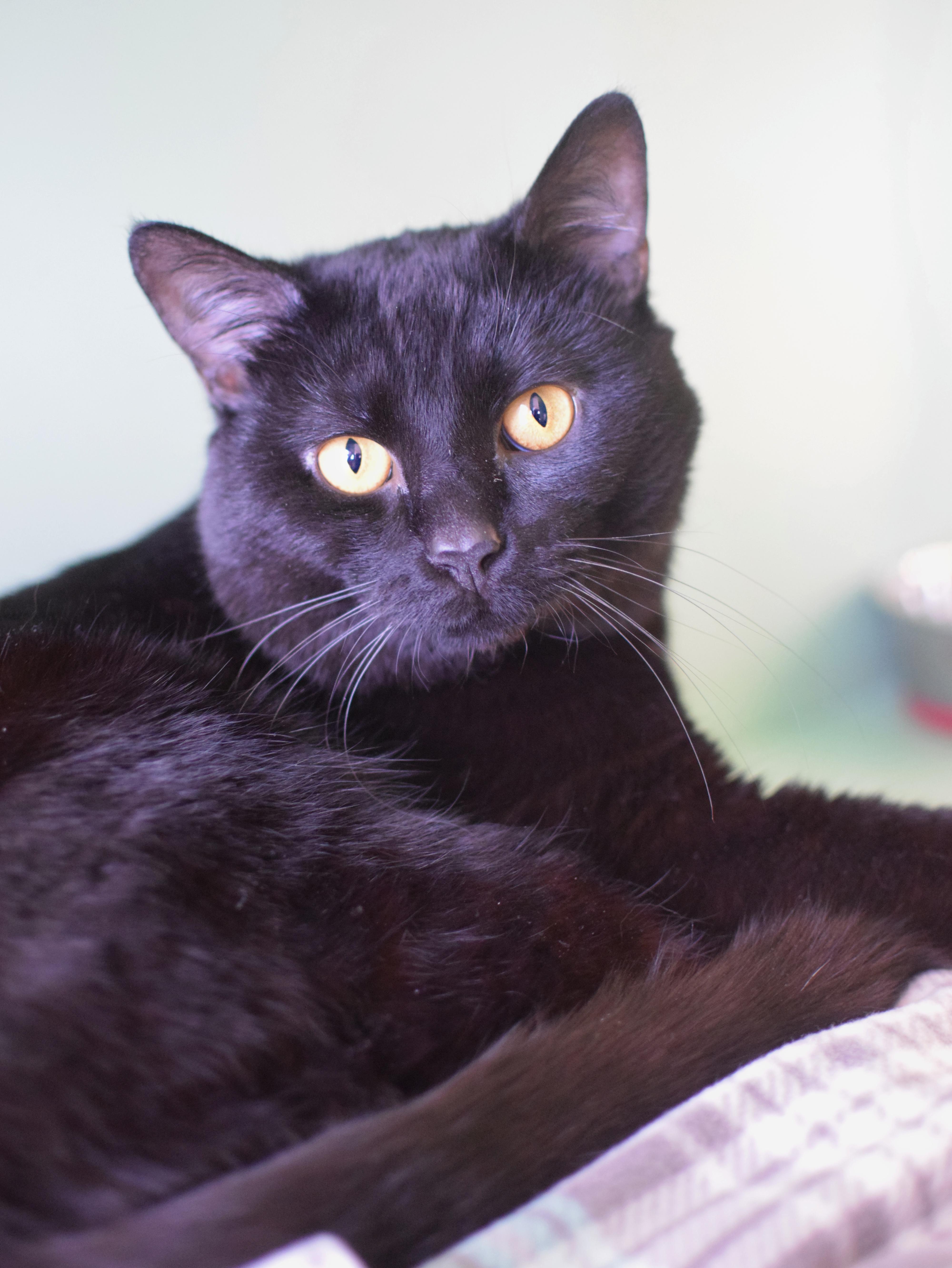 Enlarge Zuko, a ADOPTABLE Domestic Short Hair in Pontiac, MI image 1/1