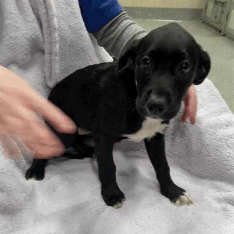 Enlarge Enid, a Adopted  in Joliet, IL image 2/3