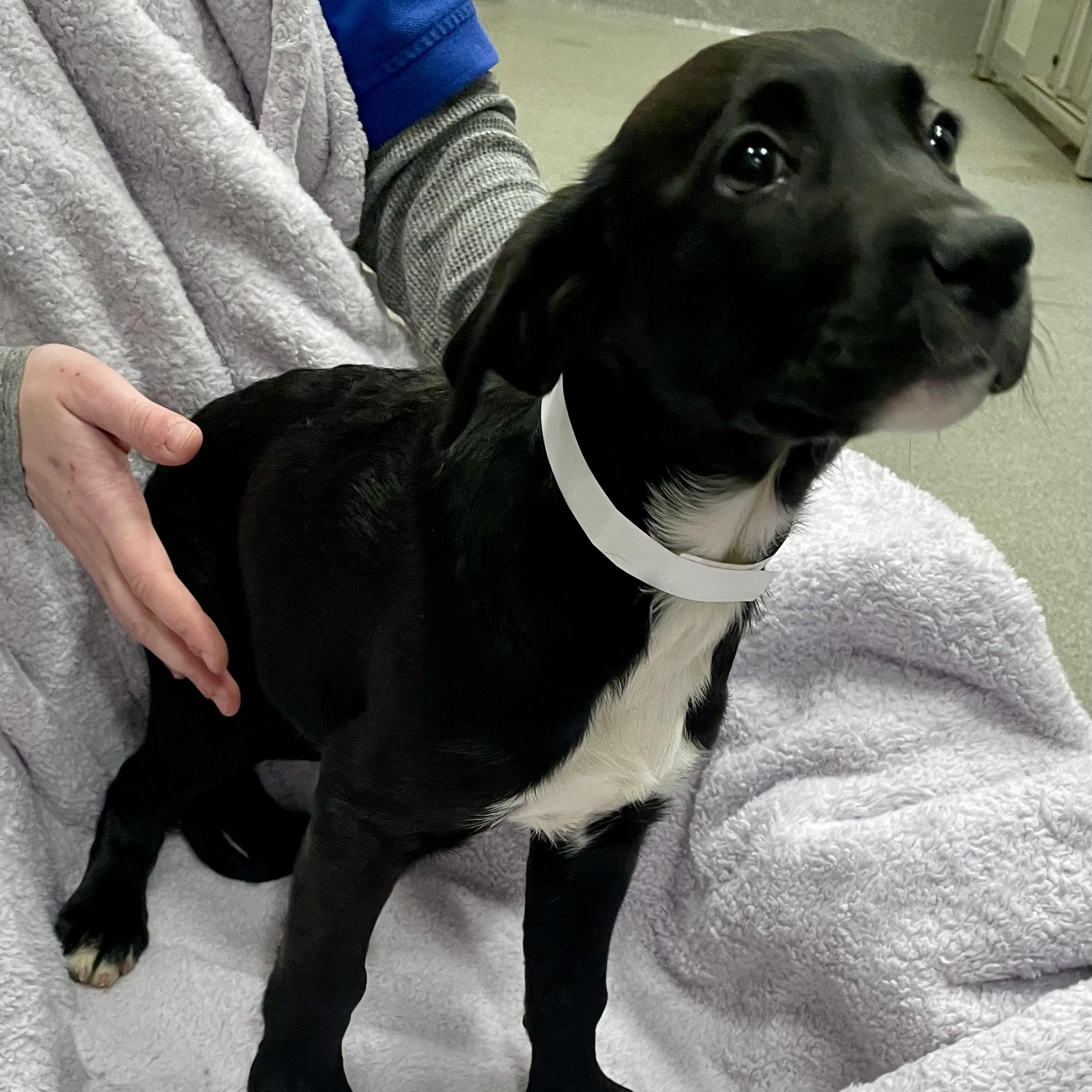 Enlarge Enid, a Adopted  in Joliet, IL image 3/3