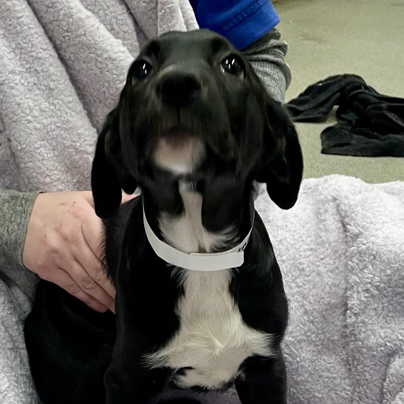 Enid, Adopted, Puppy Female .