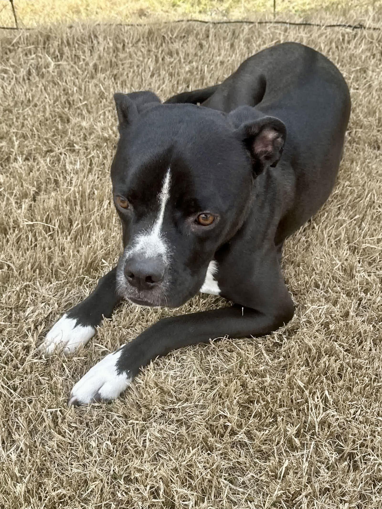 Enlarge Happy, a Adoptable mixed breed in McKinney, TX image 1/3