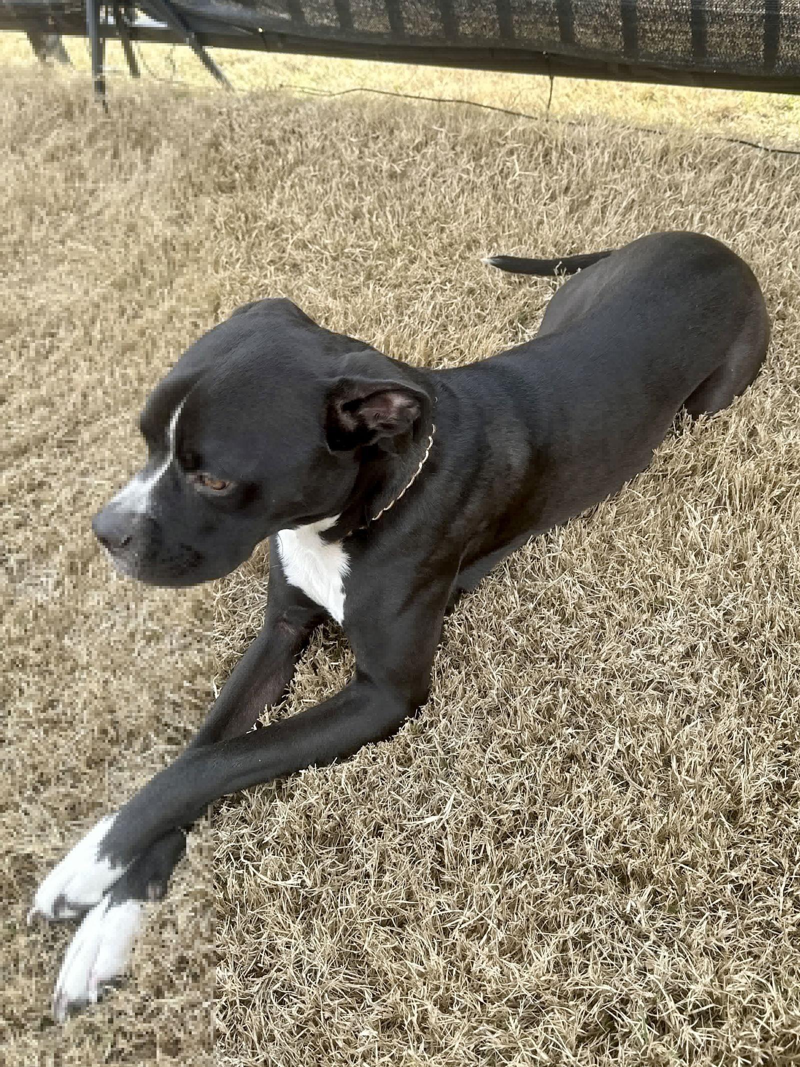 Enlarge Happy, a Adoptable mixed breed in McKinney, TX image 2/3