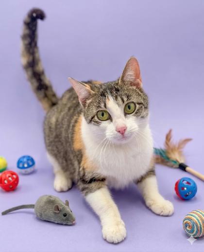 Roo and Rosie - double the SUPER LOVERS!!  Bonded and amazing - therapy sweet - VIDEOS!, Adoptable, Young Female Calico & Torbie.