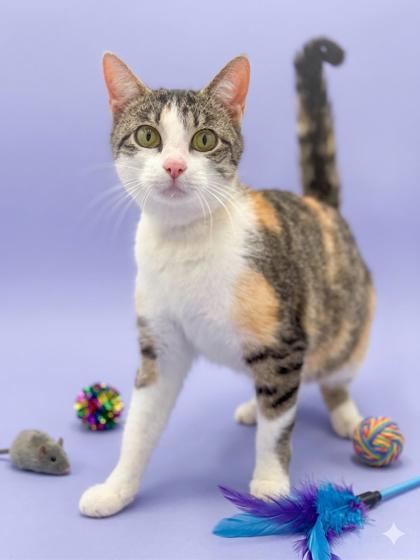 Enlarge Roo and Rosie - double the SUPER LOVERS!!  Bonded and amazing - therapy sweet - VIDEOS!, a Adoptable mixed breed in Bedford Hills, NY image 6/6