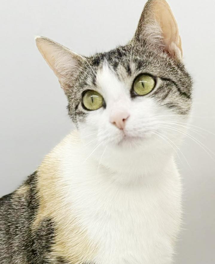 Enlarge Roo and Rosie - double the SUPER LOVERS!!  Bonded and amazing - therapy sweet - VIDEOS!, a Adoptable mixed breed in Bedford Hills, NY image 2/6