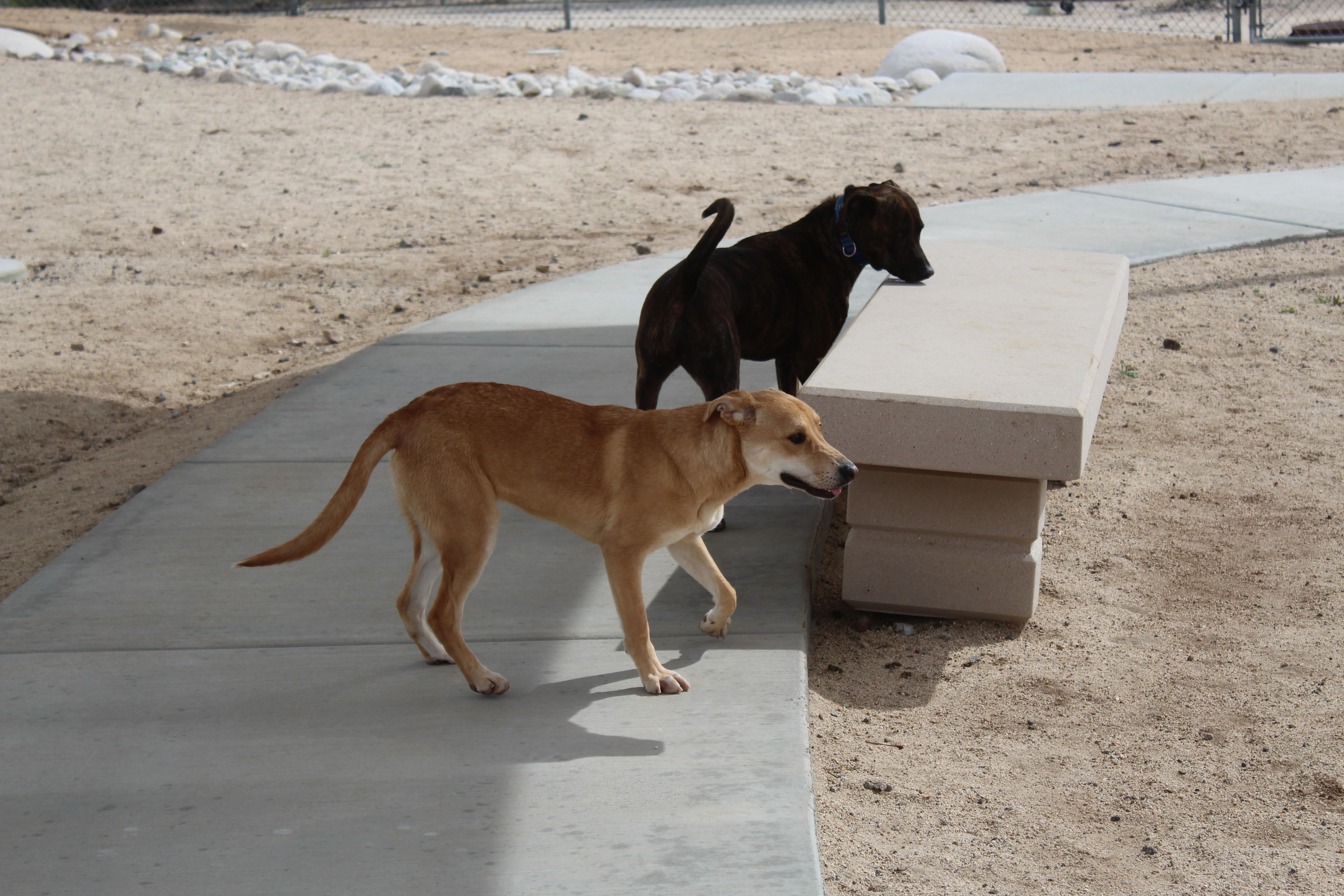 Enlarge Canela , a ADOPTABLE mixed breed in Yucca Valley, CA image 3/3