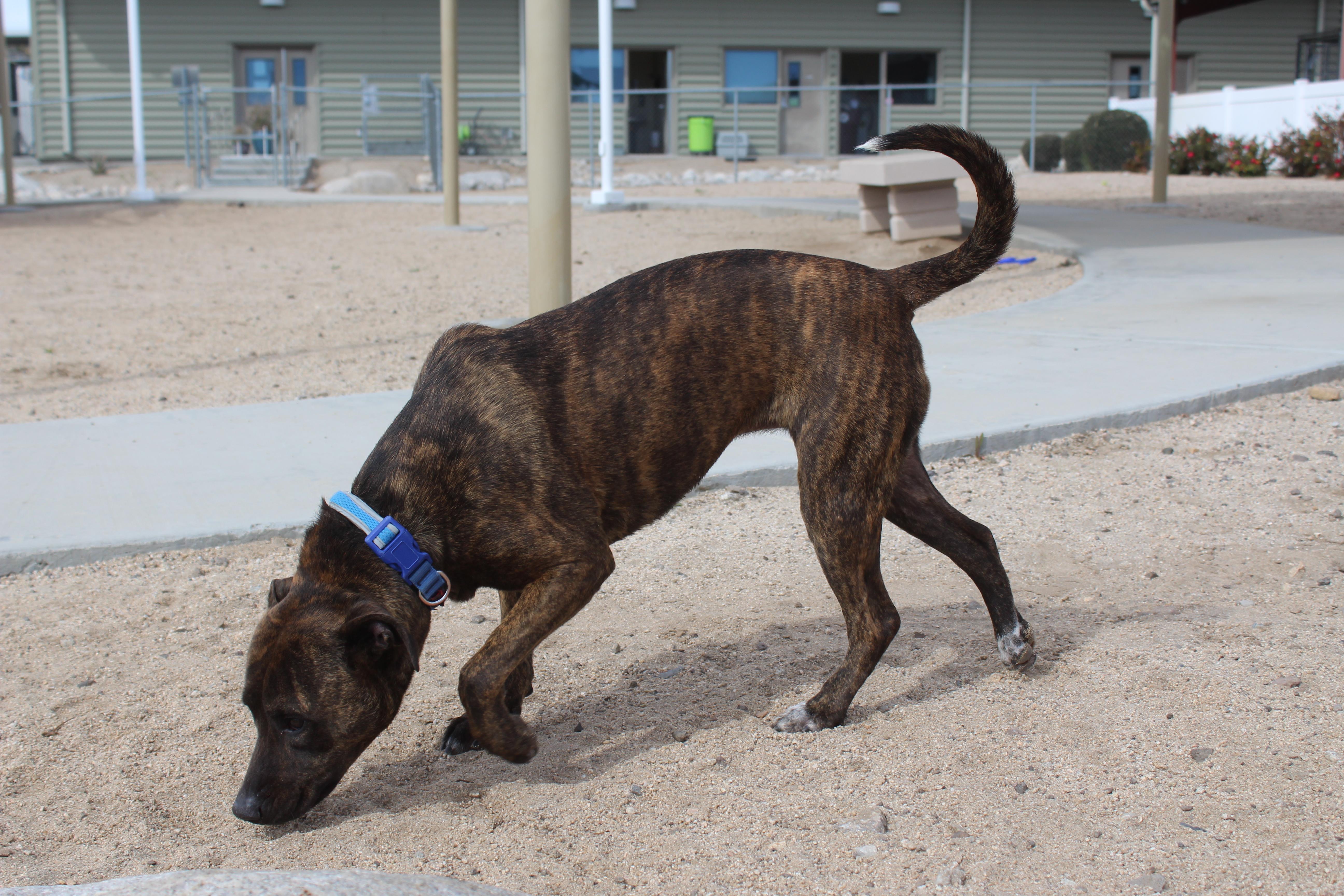 Enlarge Canela , a ADOPTABLE mixed breed in Yucca Valley, CA image 2/3
