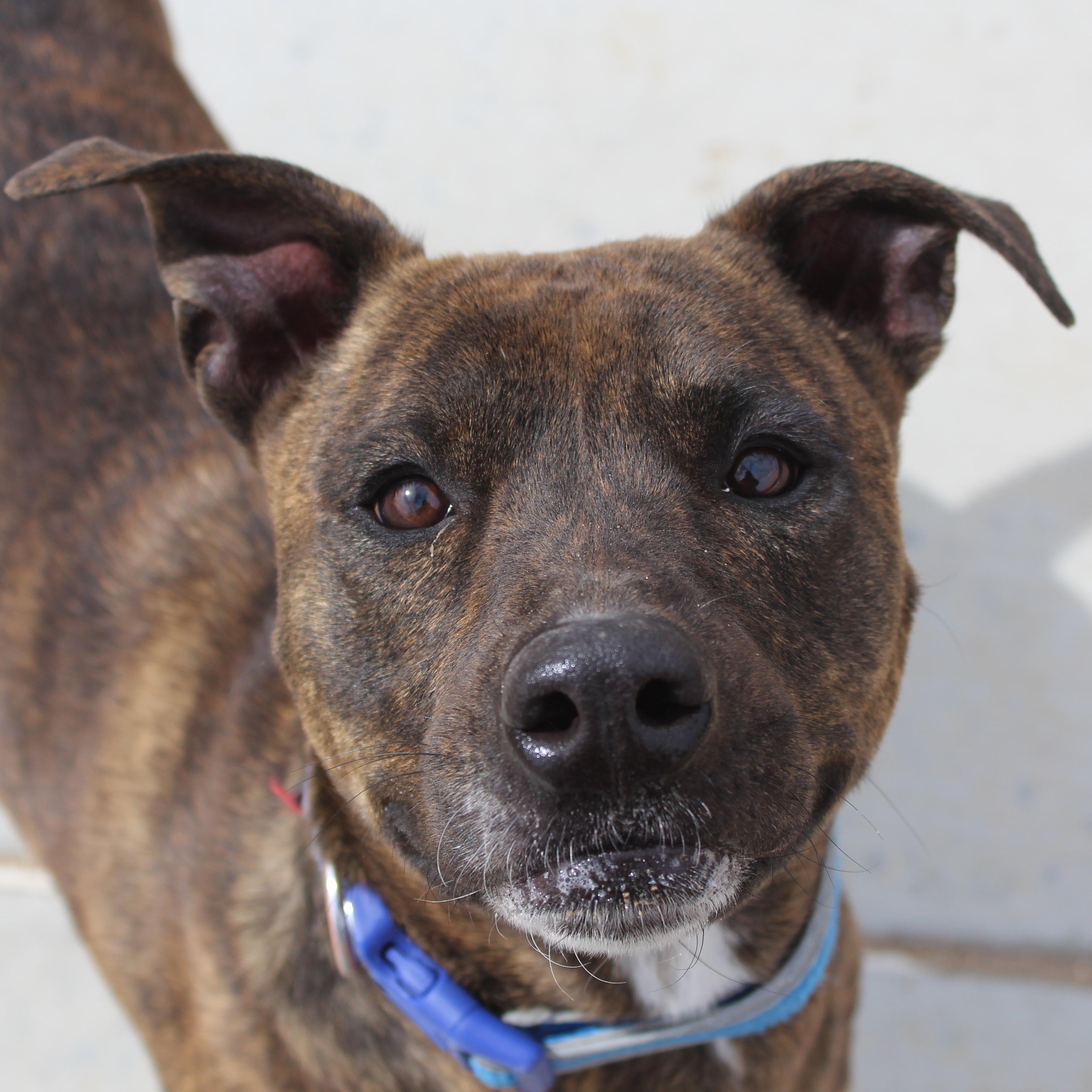 Enlarge Canela , a ADOPTABLE mixed breed in Yucca Valley, CA image 1/3