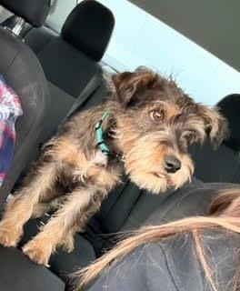 Enlarge Fritz, a Adoptable Schnauzer in Leander, TX image 2/4