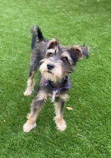 Enlarge Fritz, a Adoptable Schnauzer in Leander, TX image 4/4