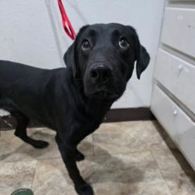 Charcoal, Adoptable, Adult Male Labrador Retriever & Mixed Breed.