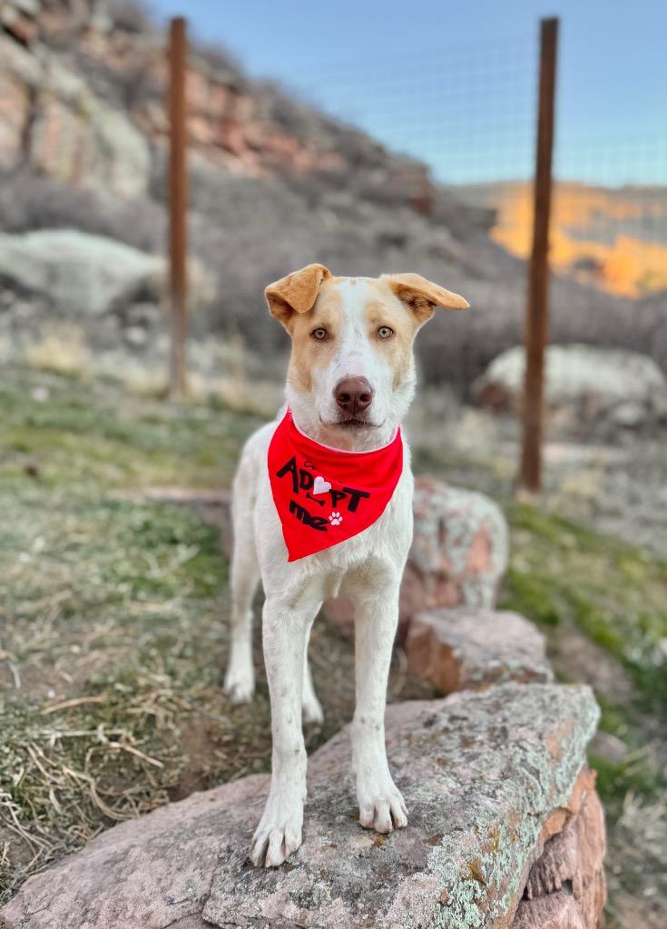 Enlarge Moby Dollar, a Adoptable mixed breed in Fort Lupton, CO image 1/5