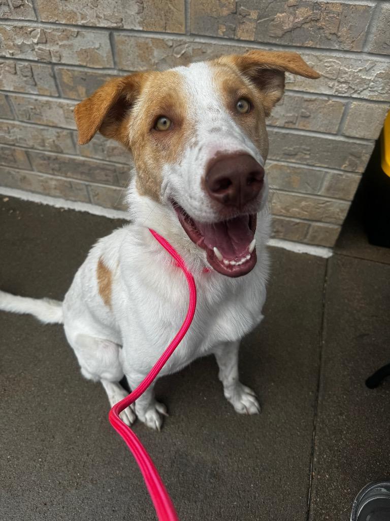 Enlarge Moby Dollar, a Adoptable mixed breed in Fort Lupton, CO image 3/5